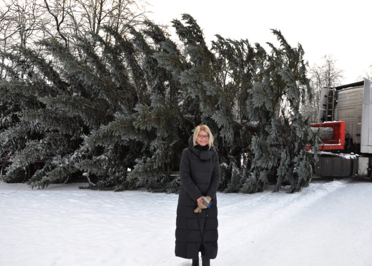 Į Biržus jau atkeliavo Kalėdų eglė