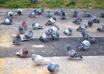 Susinervino apdergtas karvelių