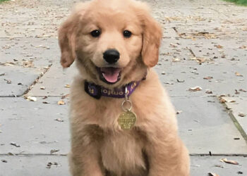 Problema dėl nemokamai įdėtų mikročipų