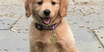 Problema dėl nemokamai įdėtų mikročipų