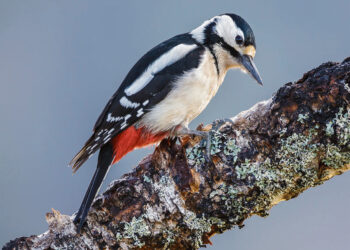 Genys uoksą prasikalė gyvenamojo namo sienoje