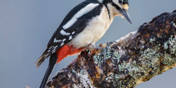 Genys uoksą prasikalė gyvenamojo namo sienoje