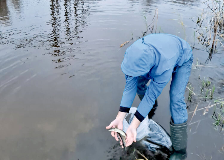 Kilučių ežeras papildytas lydekaitėmis
