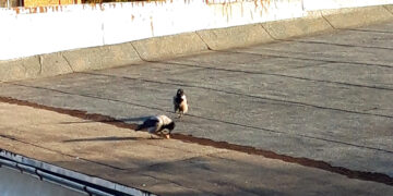 Varna riešutus gliaudo ant savivaldybės stogo