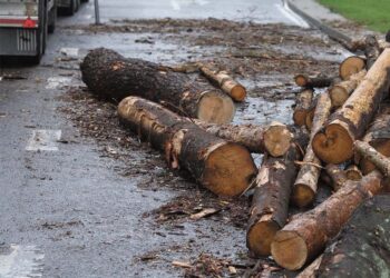 Kritęs rąstas vos nesutraiškė autobuso