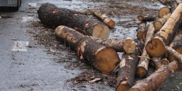 Kritęs rąstas vos nesutraiškė autobuso