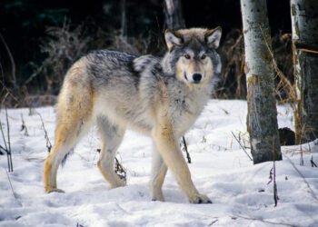 Nuo vilkų nukentėjo rekordiškai mažai ūkininkų