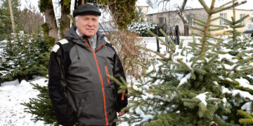Egles auginantis biržietis žaliaskarę puošia Kūčių vakarą