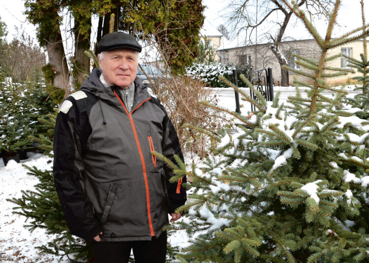 Egles auginantis biržietis žaliaskarę puošia Kūčių vakarą