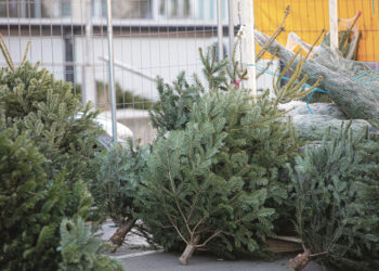 Bus prekiaujama eglutėmis visą prieškalėdinę savaitę