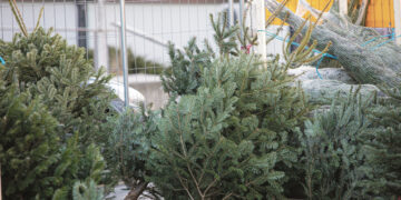 Bus prekiaujama eglutėmis visą prieškalėdinę savaitę