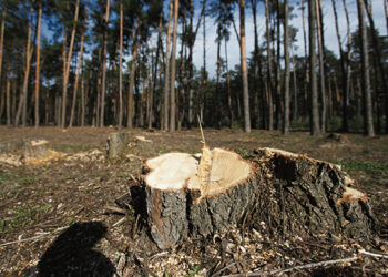 Padaryta didžiulė žala gamtai
