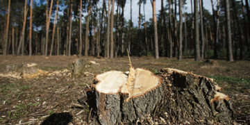 Padaryta didžiulė žala gamtai