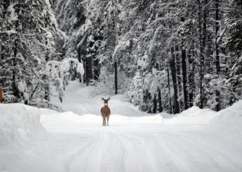 Tarėsi dėl medžioklės plotų