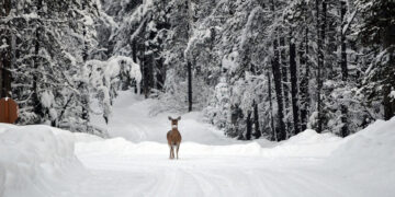 Tarėsi dėl medžioklės plotų