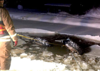 Gyvybę pasiglemžė tvenkinys