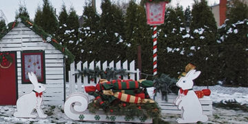 Nukentėjo zuikių rogės