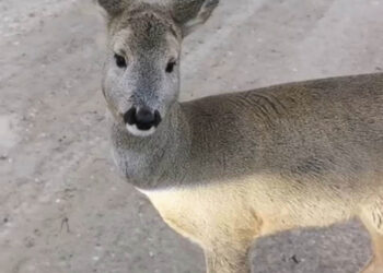 Nustebino žmogaus ir automobilio nebijanti stirna
