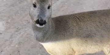 Nustebino žmogaus ir automobilio nebijanti stirna