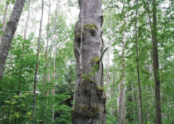Biržų rajone – šeši senieji ąžuolai