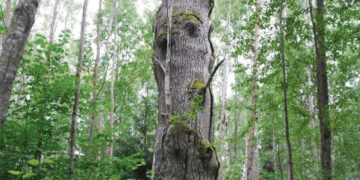 Biržų rajone – šeši senieji ąžuolai