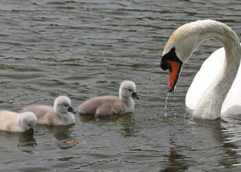 Grįžusios gulbės rodo ankstyvą pavasarį