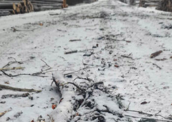 Kelius niokoja ir „valdiškų“ miškų vežėjai
