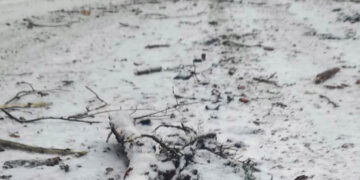 Kelius niokoja ir „valdiškų“ miškų vežėjai