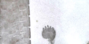 Biržų girioje meška jau apsigyveno?