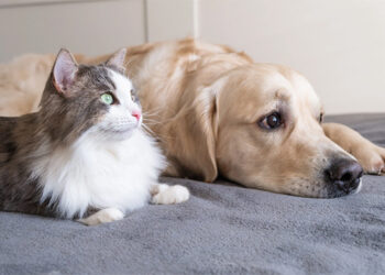 Registruotų augintinių skaičius išaugo 2,4 karto