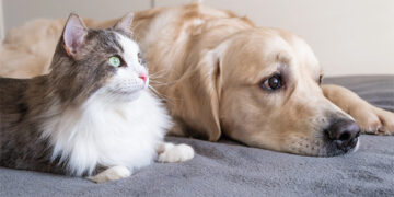 Registruotų augintinių skaičius išaugo 2,4 karto