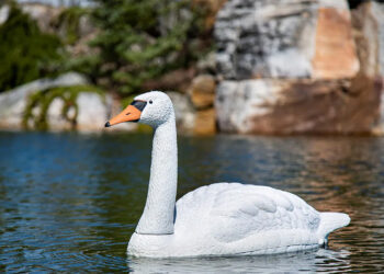 Netikras gulbes ir maitina, ir gelbėja