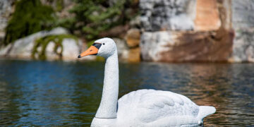 Netikras gulbes ir maitina, ir gelbėja