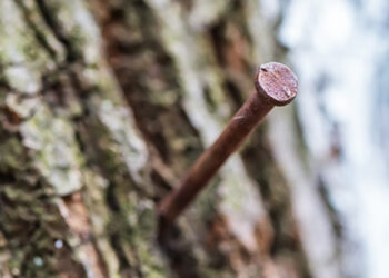 Plakatai ant medžių pritvirtinti vinimis