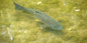 Ėmėsi iniciatyvos amūrais ir plačiakakčiais įžuvinti Širvėną