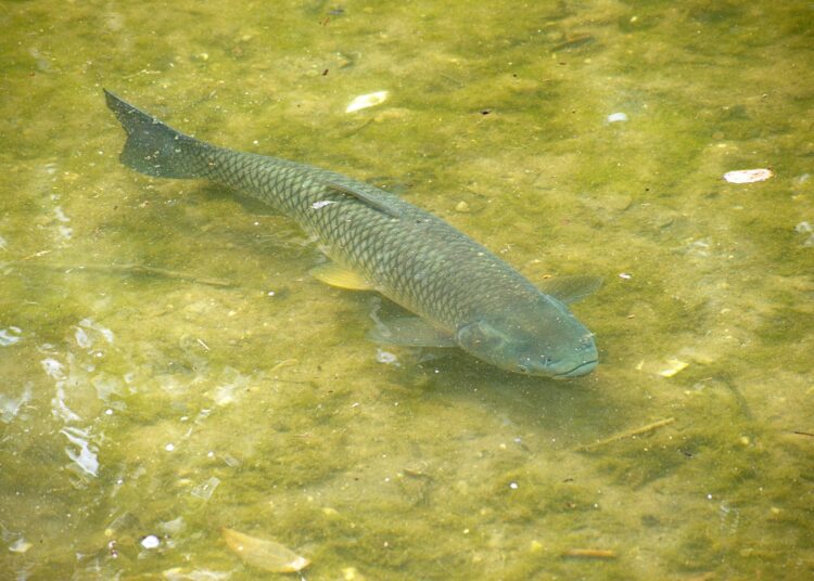 Ėmėsi iniciatyvos amūrais ir plačiakakčiais įžuvinti Širvėną