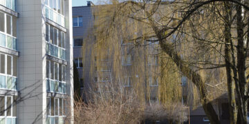 Kiek reikia laiko, popierių ir pajėgų žilvičiui kirsti?