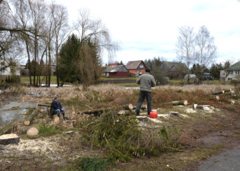 Eglių gatvėje krito eglės