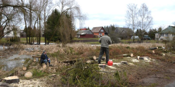 Eglių gatvėje krito eglės