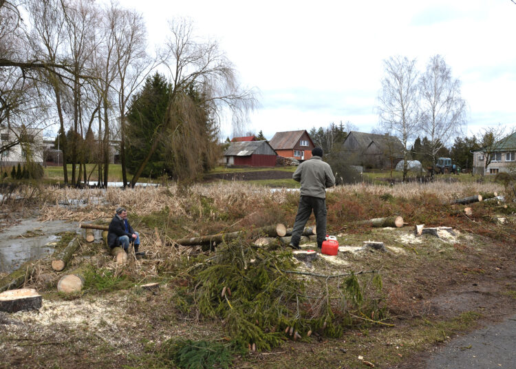 Eglių gatvėje krito eglės