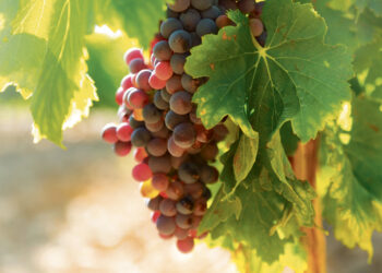 Vynuogininkai žada saulę ir šilumą