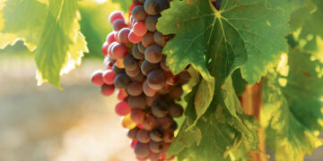 Vynuogininkai žada saulę ir šilumą