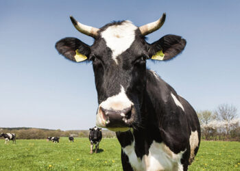 Ar ūkių mažėjimą lemia kritusios pieno supirkimo kainos?