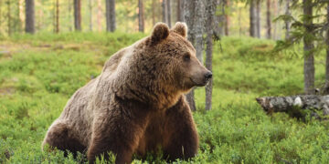 Netoli Kvetkų vaikšto meškutė