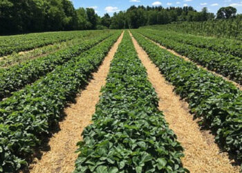 KVIETIMAS: deklaravimo naujovės