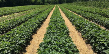 KVIETIMAS: deklaravimo naujovės