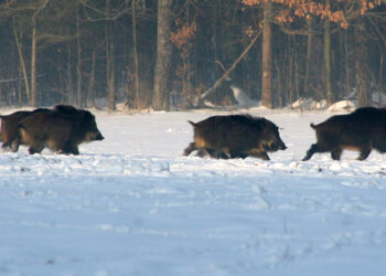 Šernų populiacija atsigavo