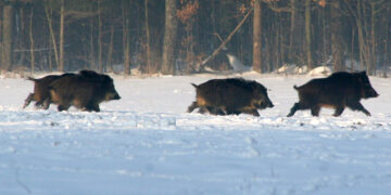 Šernų populiacija atsigavo