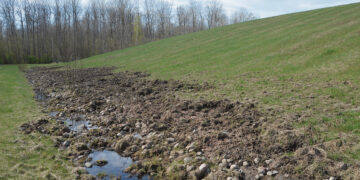 Juodieji archeologai šernai