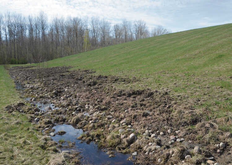 Juodieji archeologai šernai